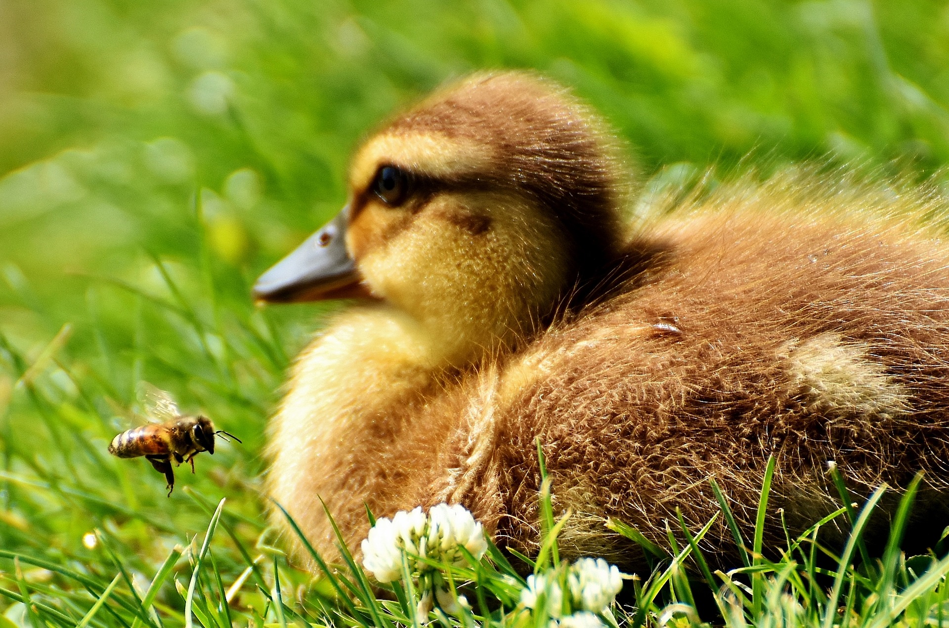 Carolyn Moore: Birds and Bees – Ten Thoughts On Talking to Kids About Sex