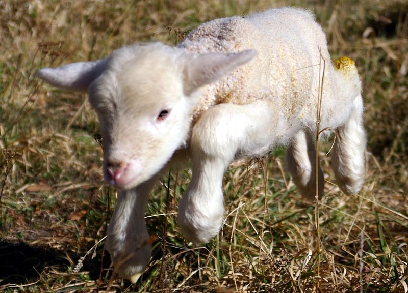 Baby lamb, representing traditionalists' share in United Methodist Protocol's financial settlement.