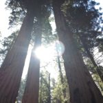 Sequoia National Park